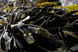 海带丝海带片海带卷图片