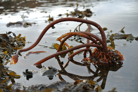 海带丝海带片海带卷图片