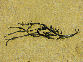 海带丝海带片海带卷图片