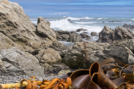 海带丝海带片海带卷图片