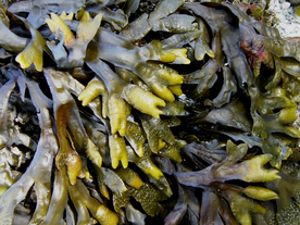 海带丝海带片海带卷图片