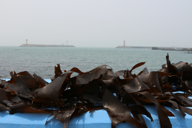 海带丝海带片海带卷图片