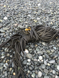 海带丝海带片海带卷图片