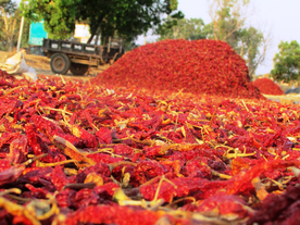 干辣椒辣椒五香调味图片