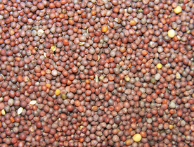 香料五香调味图片