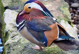 鸳鸯空山鸟语图片