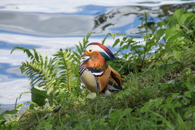 鸳鸯空山鸟语图片