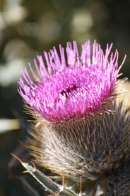 水飞蓟唯美图片
