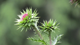 清新 唯美 花朵 花儿鲜花 花