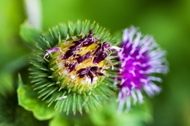 水飞蓟唯美图片