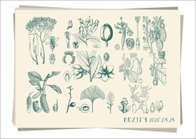 10款入植物手绘稿