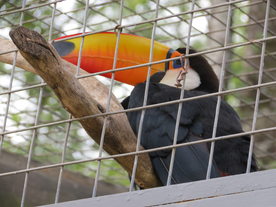 巨嘴鸟空山鸟语图片