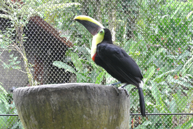 巨嘴鸟空山鸟语图片