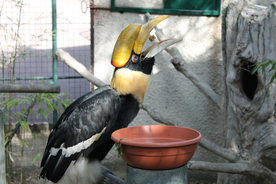 巨嘴鸟空山鸟语图片