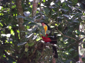 巨嘴鸟空山鸟语图片