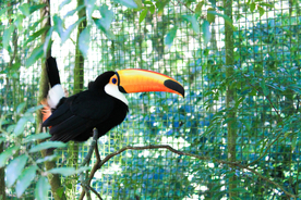 巨嘴鸟空山鸟语图片