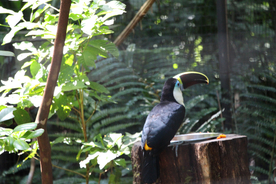 巨嘴鸟空山鸟语图片