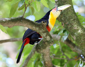 巨嘴鸟空山鸟语图片