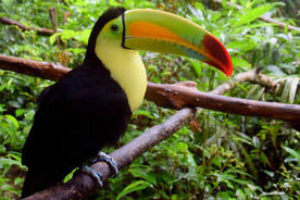 巨嘴鸟空山鸟语图片