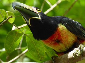 巨嘴鸟空山鸟语图片