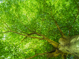 枝繁叶茂的树木