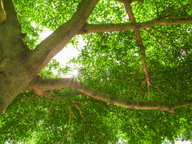 枝繁叶茂的树木