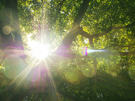 枝繁叶茂的树木