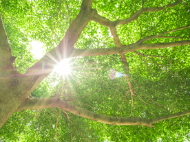 枝繁叶茂的树木