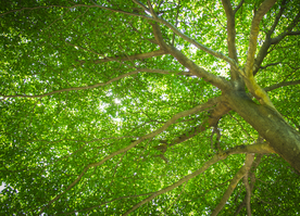 枝繁叶茂的树木