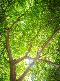 枝繁叶茂的树木