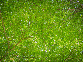 枝繁叶茂的树木