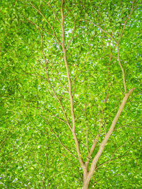 枝繁叶茂的树木