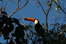 巨嘴鸟空山鸟语图片