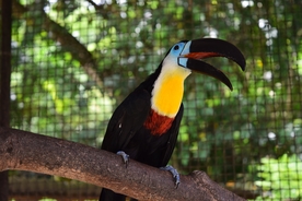 巨嘴鸟空山鸟语图片