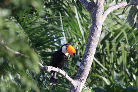 巨嘴鸟空山鸟语图片