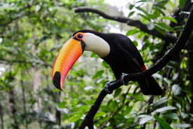 巨嘴鸟空山鸟语图片