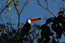 巨嘴鸟空山鸟语图片