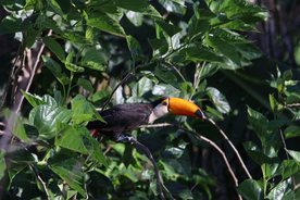 巨嘴鸟空山鸟语图片
