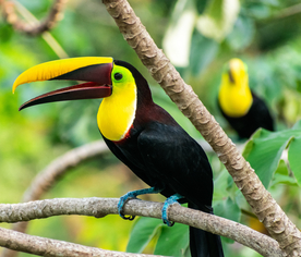 巨嘴鸟空山鸟语图片