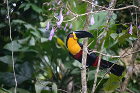 巨嘴鸟空山鸟语图片