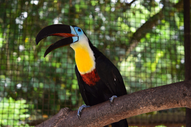 巨嘴鸟空山鸟语图片