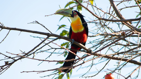 巨嘴鸟空山鸟语图片