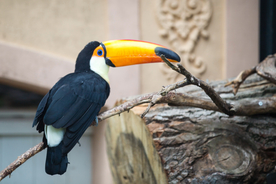 巨嘴鸟空山鸟语图片