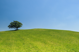 一棵树唯美意境图片