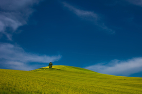 一棵树唯美意境图片