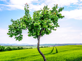 一棵树唯美意境图片