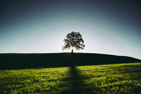 一棵树唯美意境图片