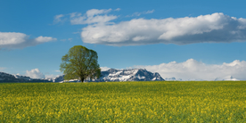 一棵树唯美意境图片