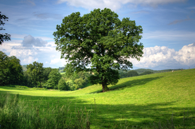 一棵树唯美意境图片