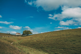 一棵树唯美意境图片